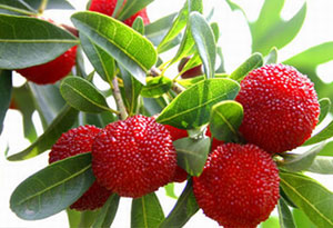 杨梅酒的保健功效