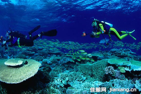 在珊瑚之上的潜水摄影师——昆士兰州,大堡礁 潜水或潜泳 穿戴上潜水所需的装备,潜入水底,是仔细欣赏炫目的珊瑚、海龟、鳐鱼、鲨鱼和热带鱼的最好方式,你可以看到它们身上的每一种颜色。尽管在一些岛屿周围有非常美丽的珊瑚礁,但是潜水的基础条件是需要有船随身相伴。 乘船游览 从海岸以及岛屿上的一些旅游景点出发开启一日游,通常需停留在两至三个不同景点,并包含大约3个小时的水下时间。全天游览的费用为200美元左右,包括午餐、小吃和潜水换气设备,并且可以附选轻便潜水。 船上旅游 如果你想多次潜水