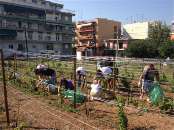 thessaloniki-urban-vineyard.jpg