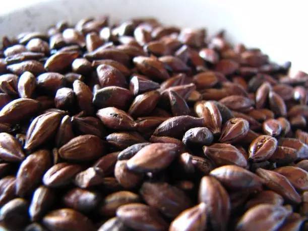 一篇文章看懂啤酒麦芽那些事(2)