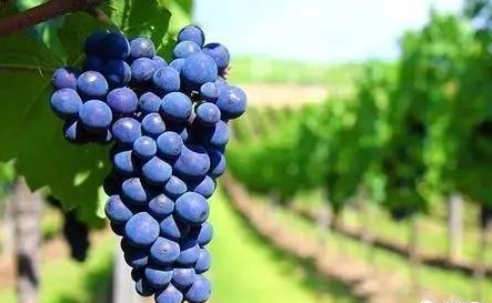 酿酒葡萄那么多 为何赤霞珠受青睐?-酒生活,酒常识,赤霞珠-佳酿网