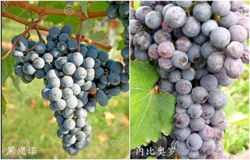双皇后的对决：黑皮诺VS内比奥罗