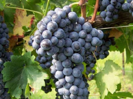 (cabernet gernischt)