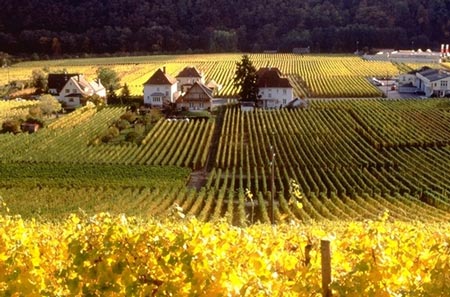 行走在法国葡萄酒香之路 品味美景与美酒