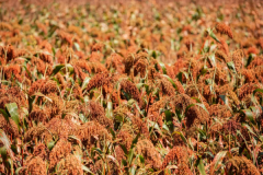 白酒地理:一杯酒里可能藏着你从未见过的